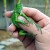 baby iguana 003.jpg