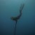 freedive-spearfishing10.jpg