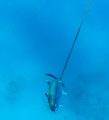 spearing mackerel