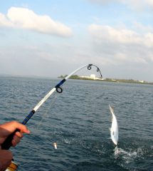 Key West Tarpon Fishing
