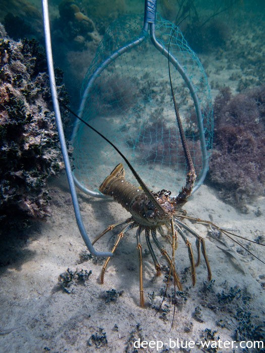 spiney-lobster