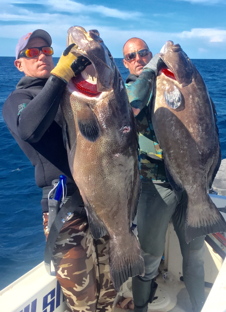 Pair of 48# Black Groupers
